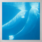 Poster des baleines de Beluga (Devant)