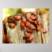 Poster des bogues à feu (Devant)