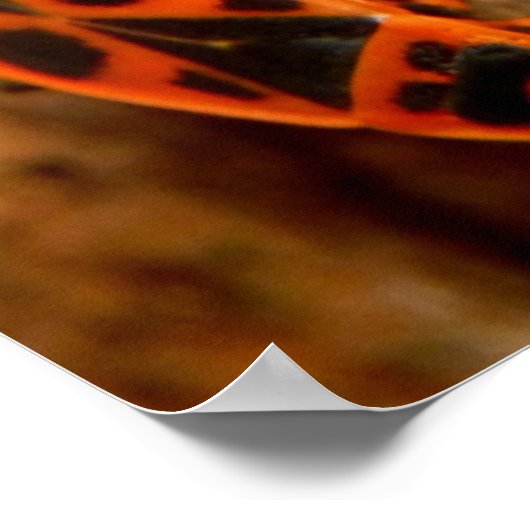 Poster des bogues à feu (Coin)