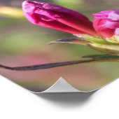 Poster des boutons de fleurs roses (Coin)