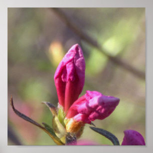 Poster des boutons de fleurs roses