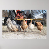 Poster des boutons de poulet (Devant)