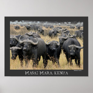 Poster des buffles africains du Masaï Mara