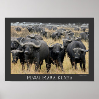 Poster des buffles africains du Masaï Mara