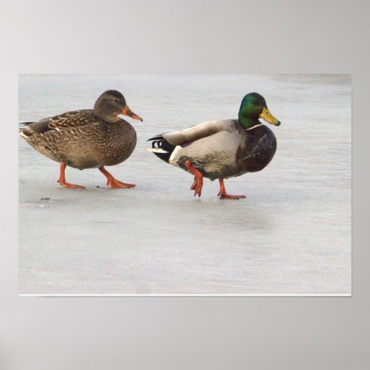 Poster des Canards colverts sur glace (Devant)