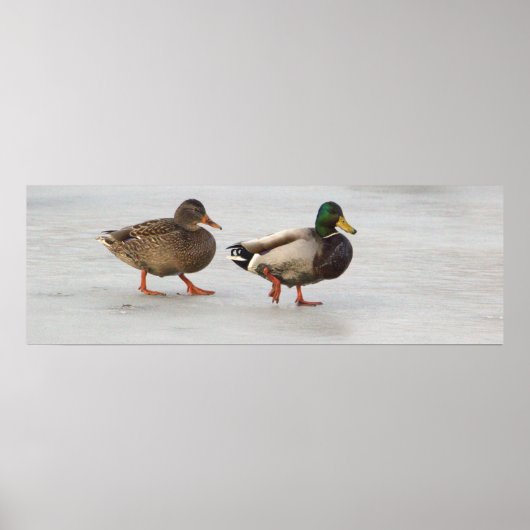 Poster des Canards colverts sur glace (Devant)