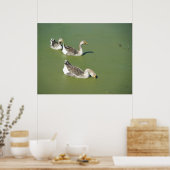 Poster des canards marécageux no 2 du 4 mars (Cuisine)