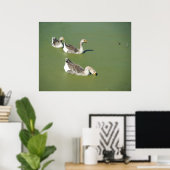 Poster des canards marécageux no 2 du 4 mars (Bureau à domicile)
