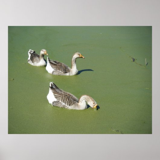 Poster des canards marécageux no 2 du 4 mars (Devant)