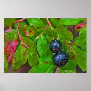 Poster Des canneberges mûres sous une pluie légère