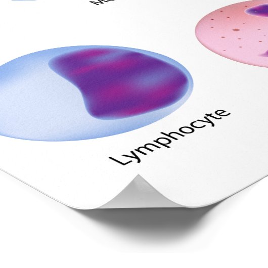 Poster des cellules sanguines (Coin)