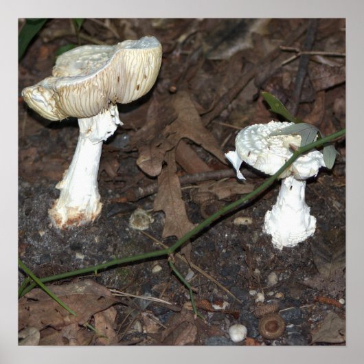 Poster des champignons (Devant)