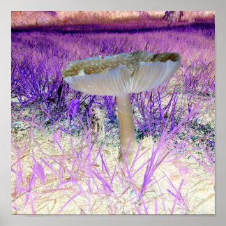 Poster des champignons à effet apparent