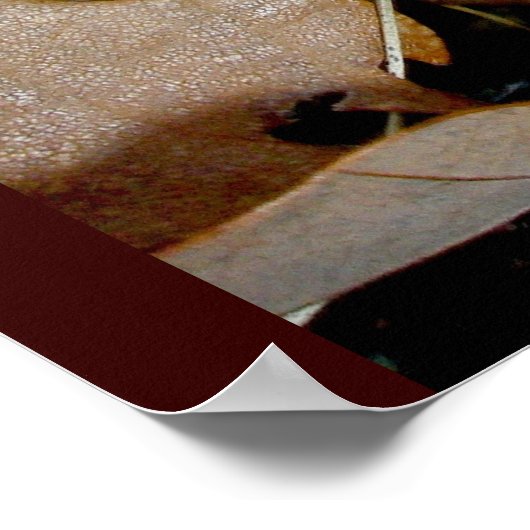 Poster des champignons de la colonie orange (Coin)