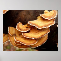 Poster des champignons Stereum Hirsutum