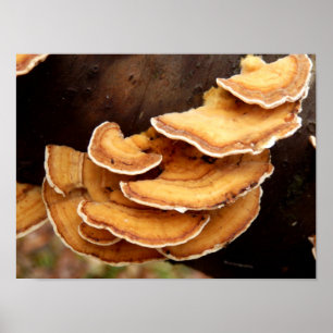 Poster des champignons Stereum Hirsutum