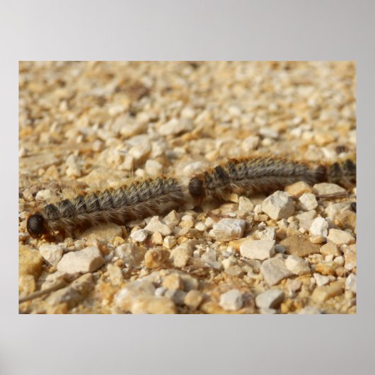 Poster des chenilles de fabrication (Devant)