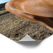 Poster des chevaux (Coin)