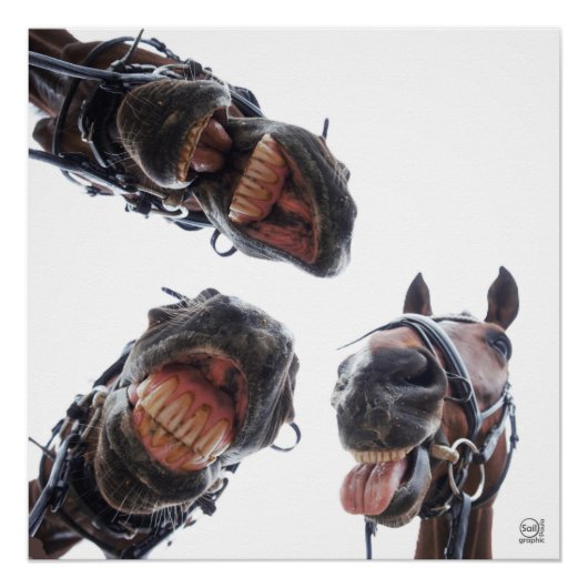 Poster Des chevaux dans la bouche. 3 chevaux souriant, hu (Devant)