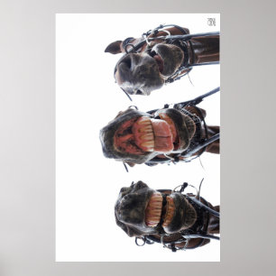 Poster Des chevaux dans la bouche. Trois chevaux sourient