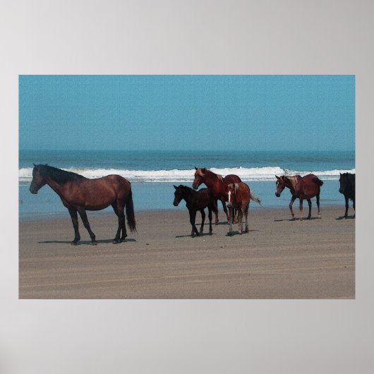 Poster des Chevaux sauvages (Devant)