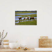 Poster des Chevaux Sauvages d'Assateague (Cuisine)