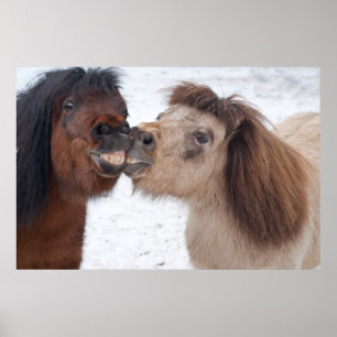 Poster des chevaux souriants