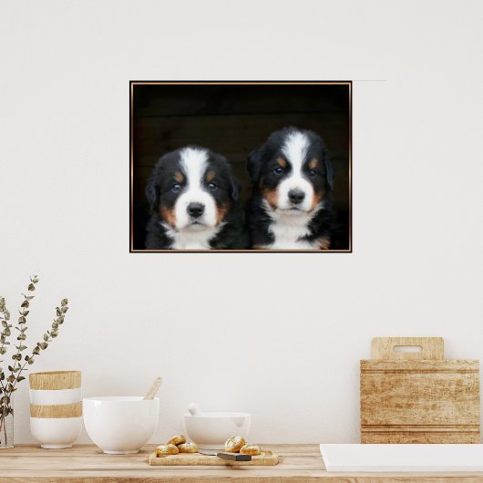 Poster des chiots bernois (Cuisine)