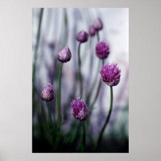 Poster Des ciboues en fleurs