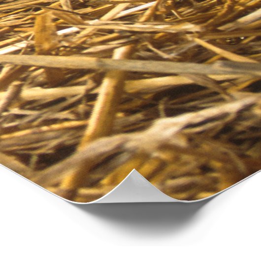 Poster des cochons mignons (Coin)