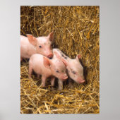 Poster des cochons mignons (Devant)