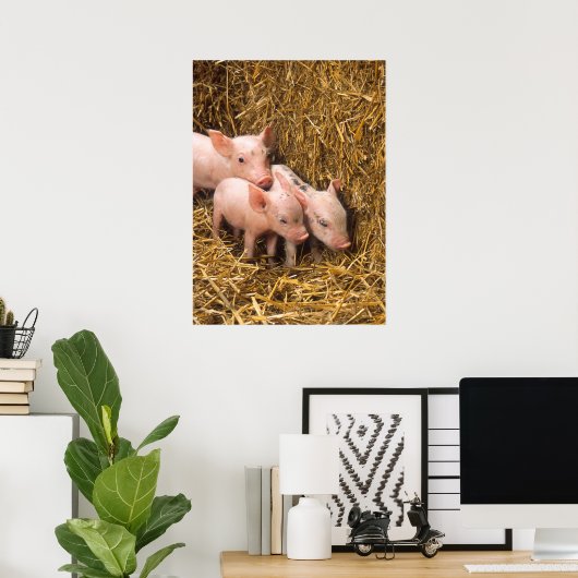 Poster des cochons mignons (Bureau à domicile)