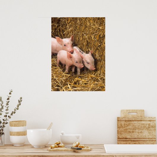 Poster des cochons mignons (Cuisine)