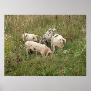 Poster des cochons sur le terrain