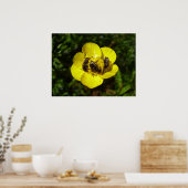 Poster des coléoptères Oxythyrea Funesta (Cuisine)