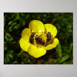 Poster des coléoptères Oxythyrea Funesta