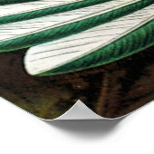 Poster des colibris de Haeckel (Coin)