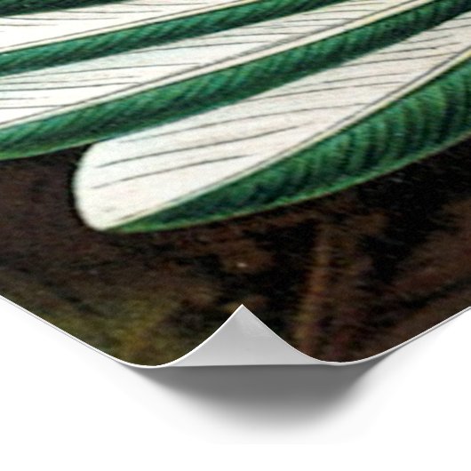 Poster des colibris de Haeckel (Coin)