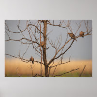 Poster des colombes en deuil dans l'arbre