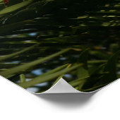 Poster des cônes de pin wollemi (Coin)