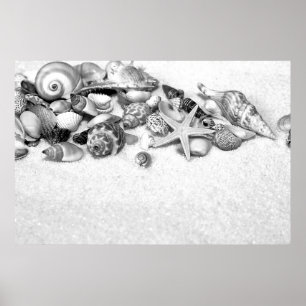 Poster des coquillages