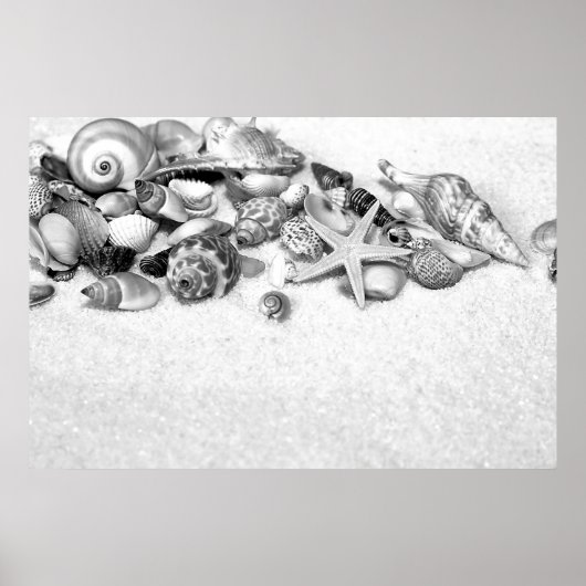 Poster des coquillages (Devant)