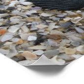 Poster des coquillages noirs et blancs (Coin)