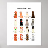 Poster des couleurs Goldendoodle (Devant)