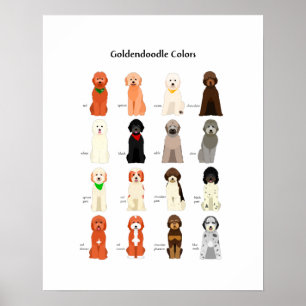 Poster des couleurs Goldendoodle