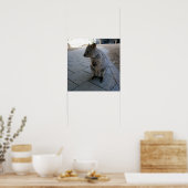 Poster "Des coups de bâton en Australie : une Quokka gris (Cuisine)