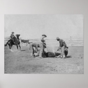 Poster Des cowboys brandissant une photo de veauDakota du