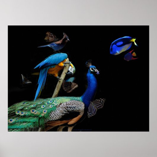 Poster Des créatures éblouissantes (Devant)