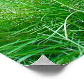 Poster des crevettes de cerfs à queue blanche (Coin)