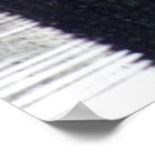 Poster des cygnes blancs à Dusk (Coin)